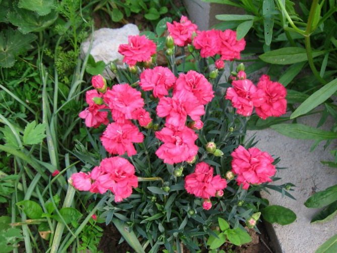 Carnation garden Shabo planting and care
