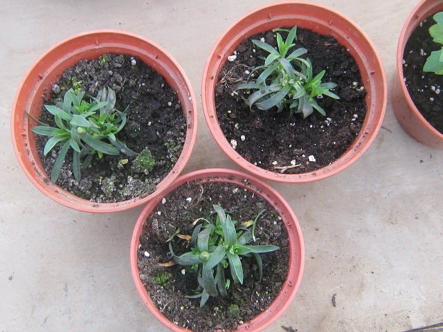 Nejlika trädgård shabo växer från frön hemma Andra transplantation foto