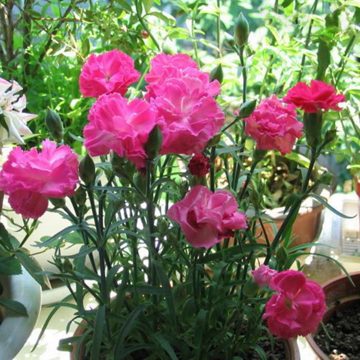Carnation Shabo at home how to care