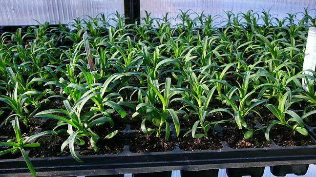 Ang carnation shabo na lumalaki mula sa mga seed seed ng larawan