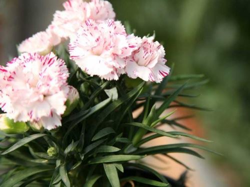 Carnation Shabo - răsaduri în creștere