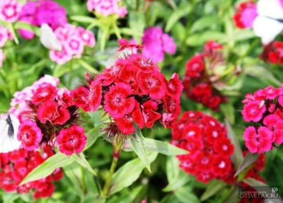 carnation turkish garden abadi penanaman dan foto penjagaan
