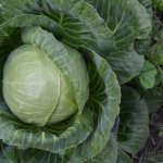 Characteristics of white cabbage variety Megaton