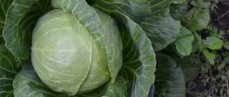 Characteristics of white cabbage variety Megaton
