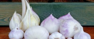 Characteristics of Rocambol garlic