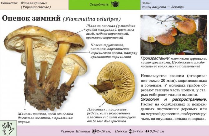 Characteristics of the winter mushroom mushroom