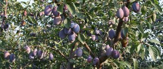 Mga Katangian ng Vengerka plum group
