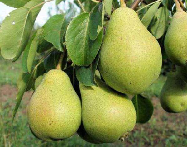 characteristics of pear northerner