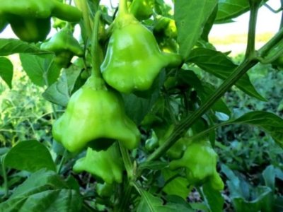 '' Characteristics and description of pepper