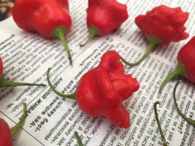 '' Characteristics and description of pepper