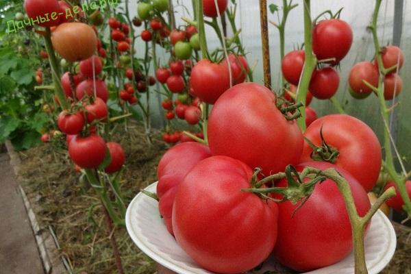 Egenskaper och beskrivning av sorten av tomat Robin