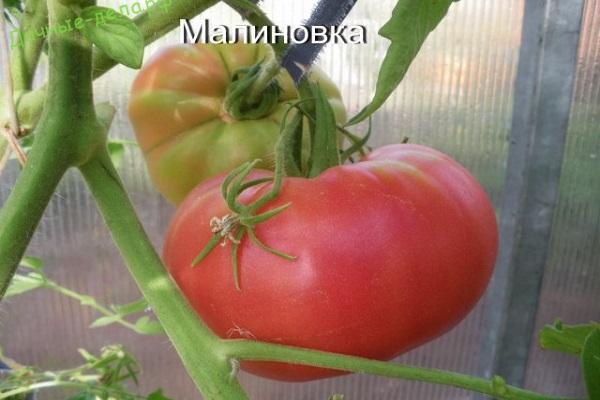 Egenskaper och beskrivning av sorten av tomat Robin