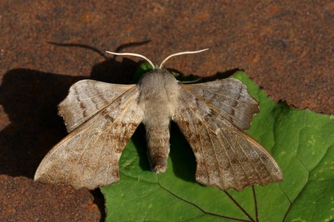 Mga katangian at pamamaraan ng pagharap sa poplar moth