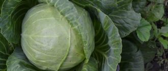 Characteristics of Amager cabbage