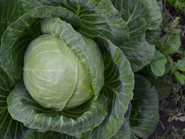 Characteristics of Amager cabbage