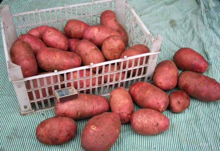 Характеристики на сорта картофи Любава - WeDachniki
