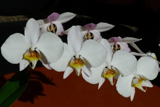 Caracteristicile orhideei phalaenopsis și regulile pentru îngrijirea ei acasă