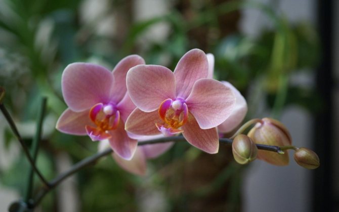 Mga katangian ng phalaenopsis orchid at ang mga patakaran para sa pag-aalaga nito sa bahay