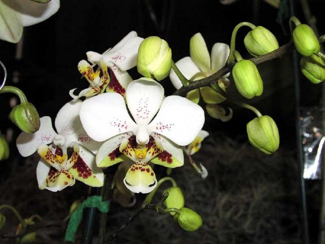 Mga katangian ng phalaenopsis orchid at ang mga patakaran para sa pag-aalaga nito sa bahay