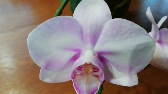 Kännetecken för phalaenopsis orkidén och reglerna för att ta hand om den hemma