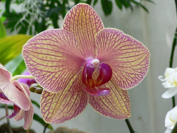 Kännetecken för phalaenopsis orkidén och reglerna för att ta hand om den hemma