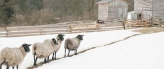 Характеристика на овцете от породата Романов