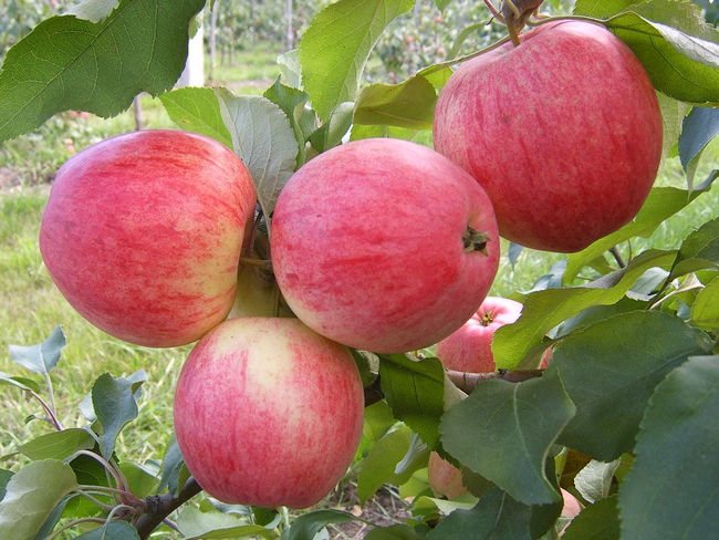 Характеристики на плодовете на ябълковия белодробен трън
