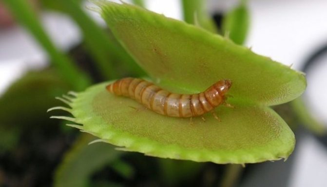 Mga katangian ng halaman ng Venus flytrap killer