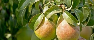 Characteristics of the children's pear variety