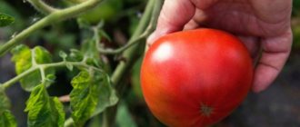 خصائص الطماطم المتنوعة مفاجأة Andreevsky