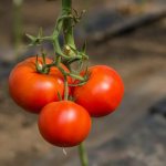 מאפייני מגוון העגבניות כללי