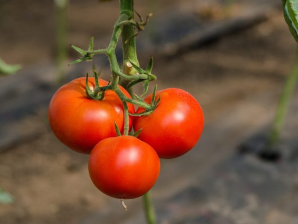 Characteristics of the variety of tomatoes General