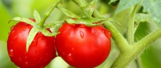 Characteristics of the tomato variety Olga f1