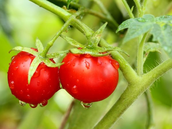 Характеристики на сорта домати Олга f1