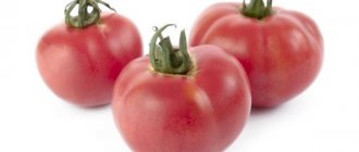 Kännetecken för olika tomater Rosa mirakel