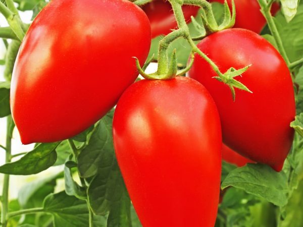 Kännetecken för tomatvarianten Petrusha Ogorodnik