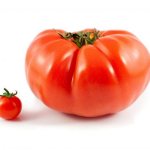 Характеристики на сорта домати Ural Gigant
