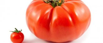 Egenskaper för Ural Gigant-tomatsorten