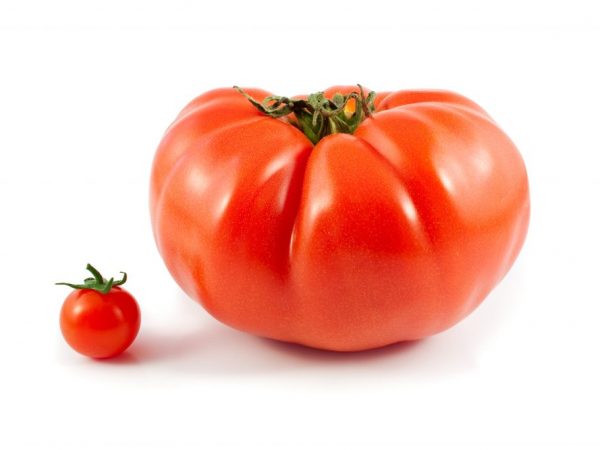 Merkmale der Tomatensorte Ural Gigant