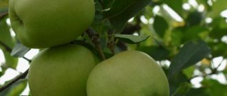 Kännetecken för gyllene äpplen