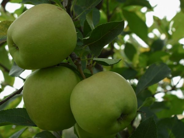 Характеристики на златните ябълки