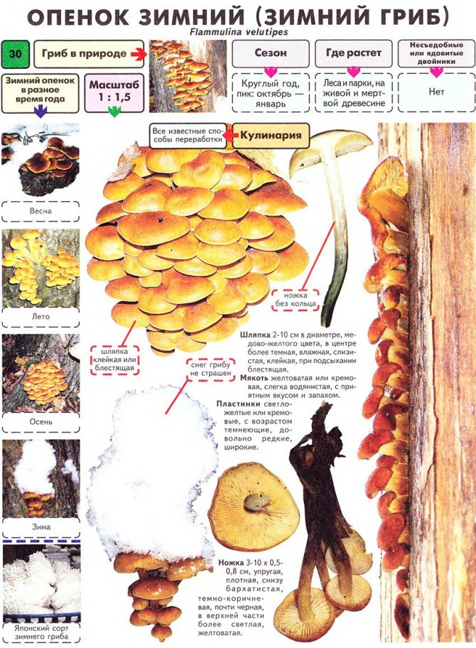 Characteristics of winter honey