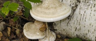 Characteristics of the fungus tinder fungus photo