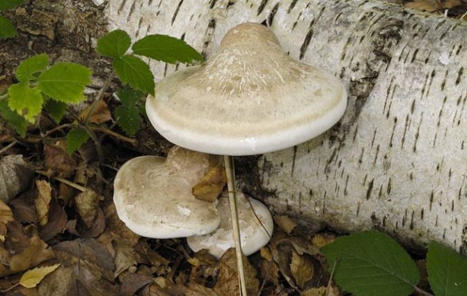 Characteristics of the fungus tinder fungus photo