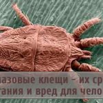 Characteristics and harm to humans of gamasid mites