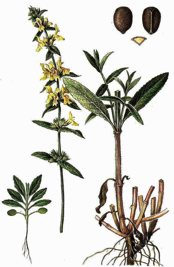 characteristics of the plant