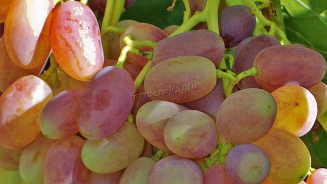 Characteristics of grapes