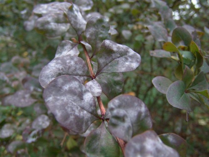 Înflorire albă caracteristică pe frunze deren