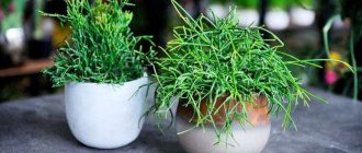 Hatiora - description, main types, home care, how to transplant and propagate?