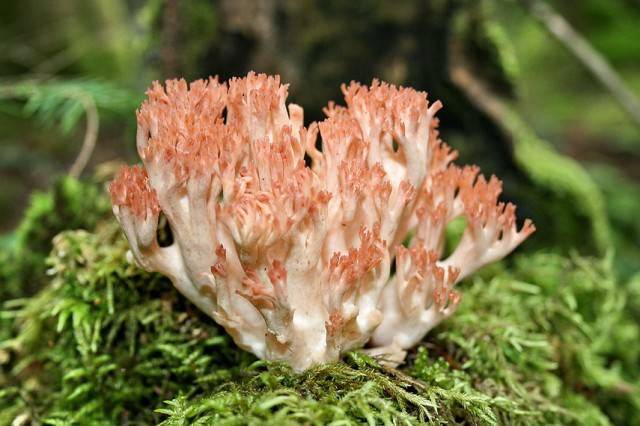 Hericium coralloides are widely used in traditional Chinese medicine, where they are used in the treatment of gastric and gastrointestinal diseases